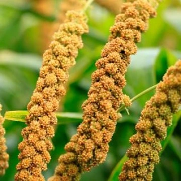 FOXTAIL MILLET RECIPES