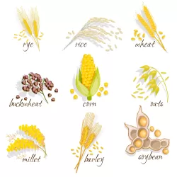 MILLET HEALTHY FOR DIABETICS