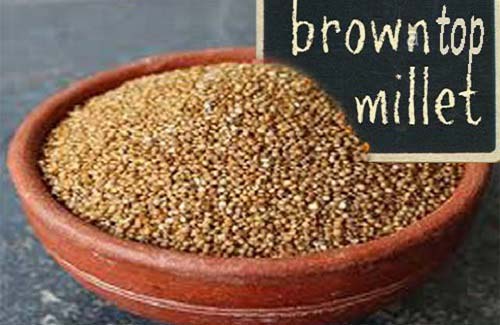 BROWNTOPMILLET2