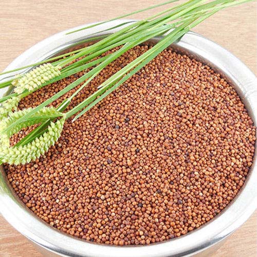 FINGERMILLET1