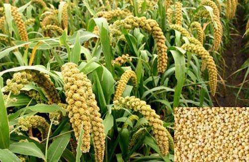 FOXTAILMILLET1