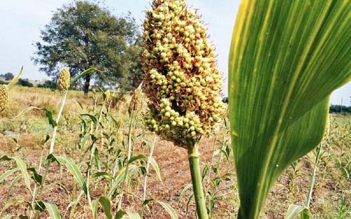 SORGHUM1